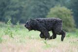 BOUVIER DES FLANDRES 410